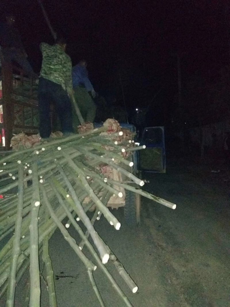 栾树，大量供应各种规格栾树江西九江