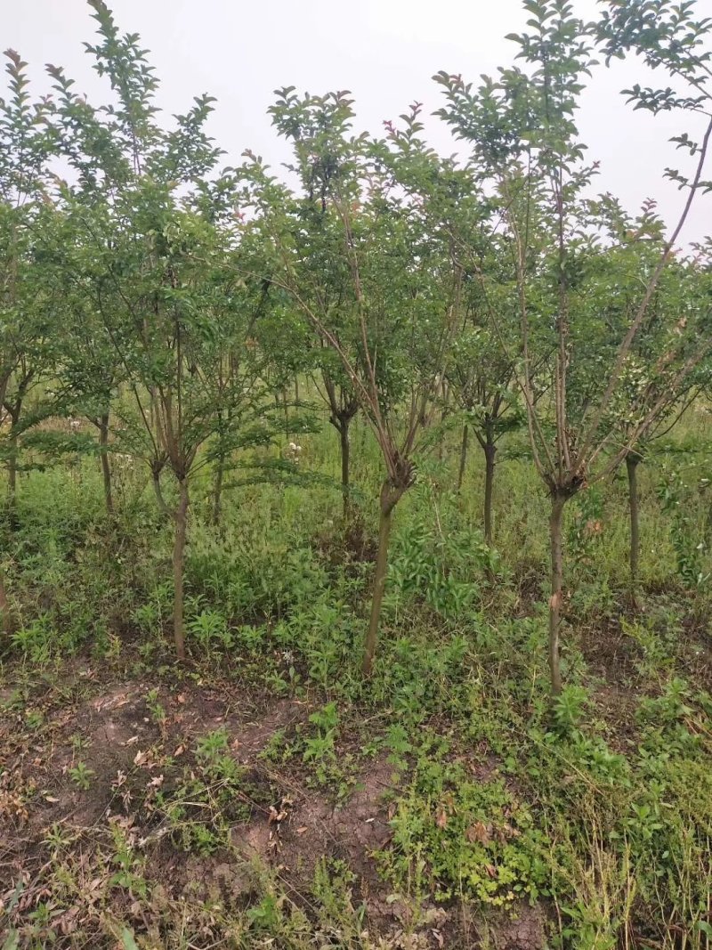 栾树，大量供应各种规格栾树江西九江