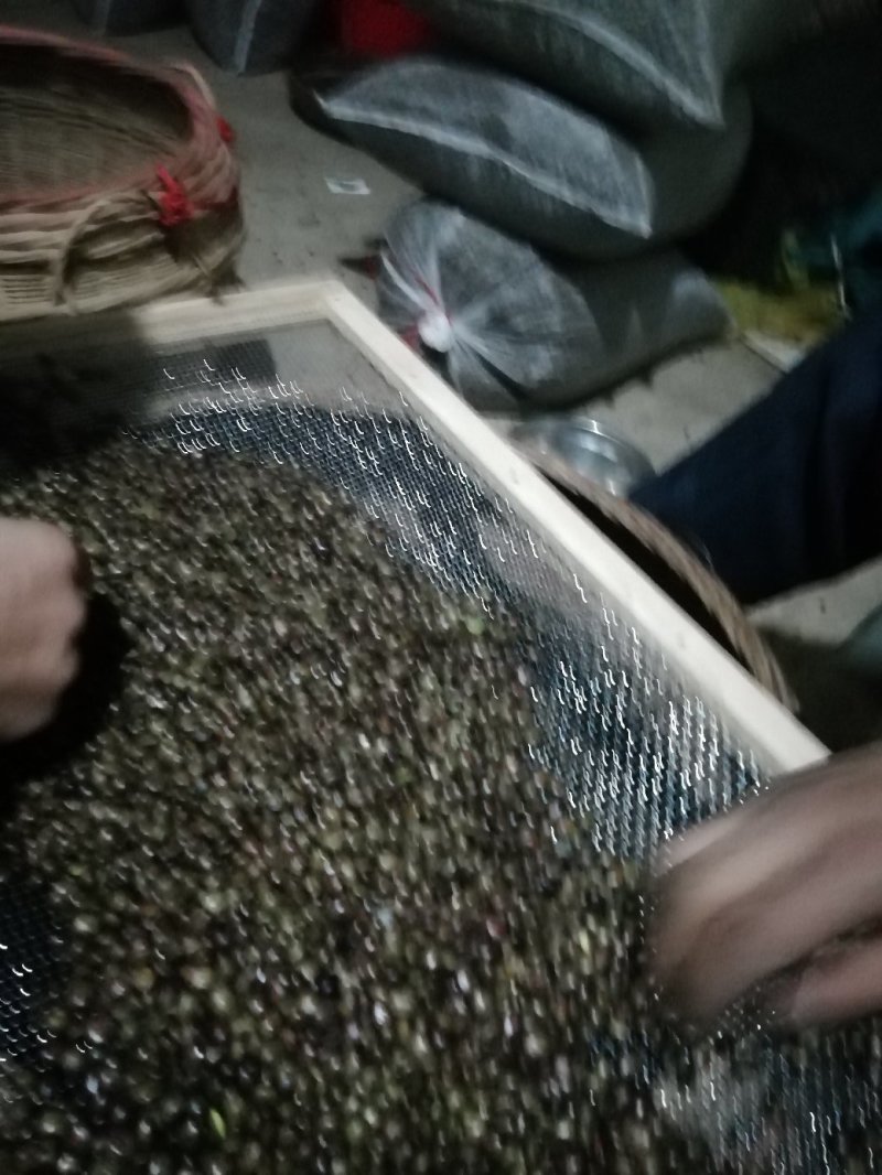 小叶牛大力
