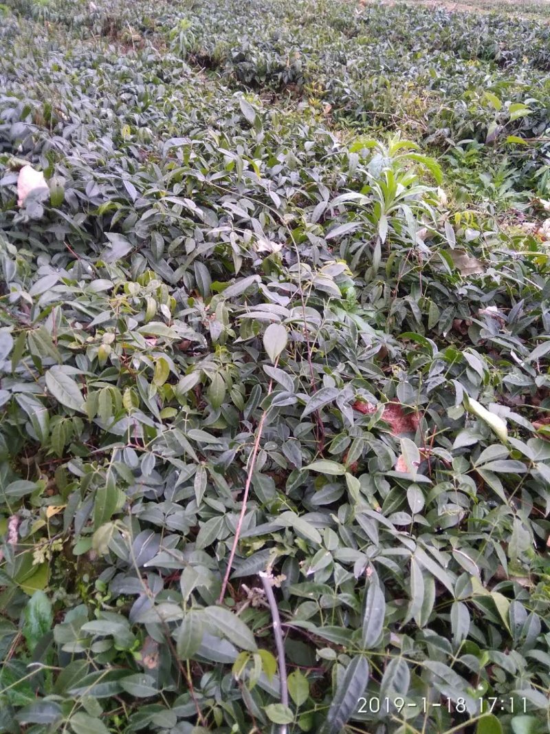 小叶牛大力