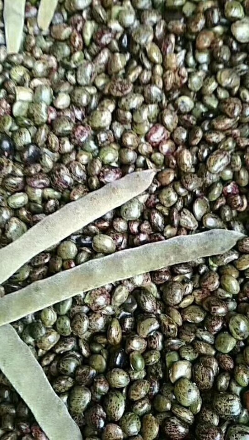 小叶牛大力