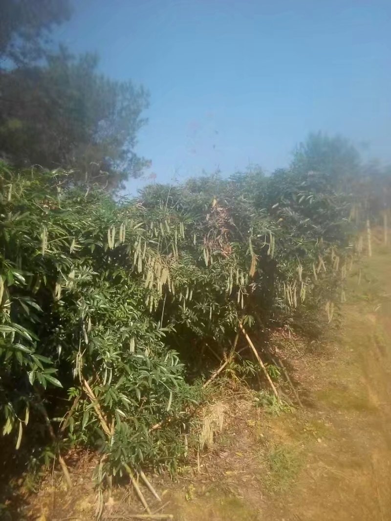 小叶牛大力
