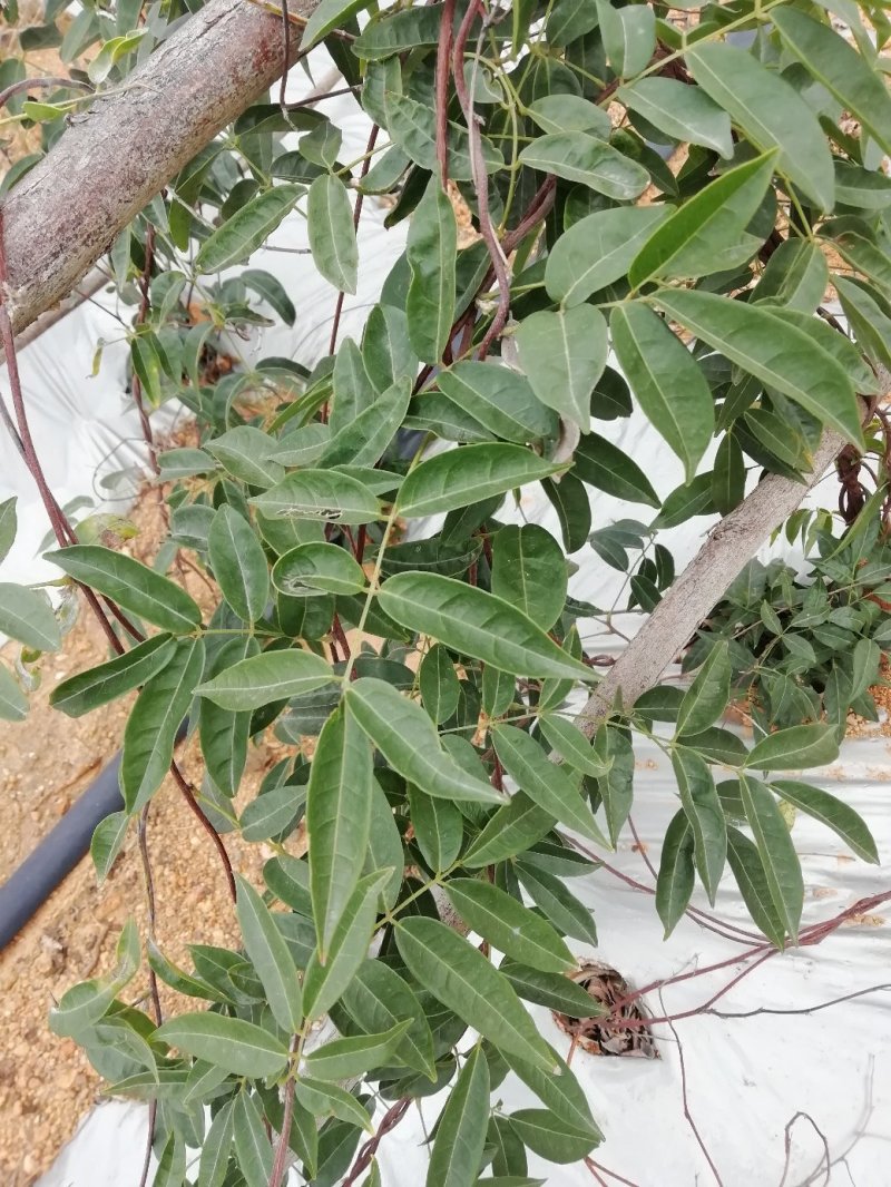 小叶牛大力