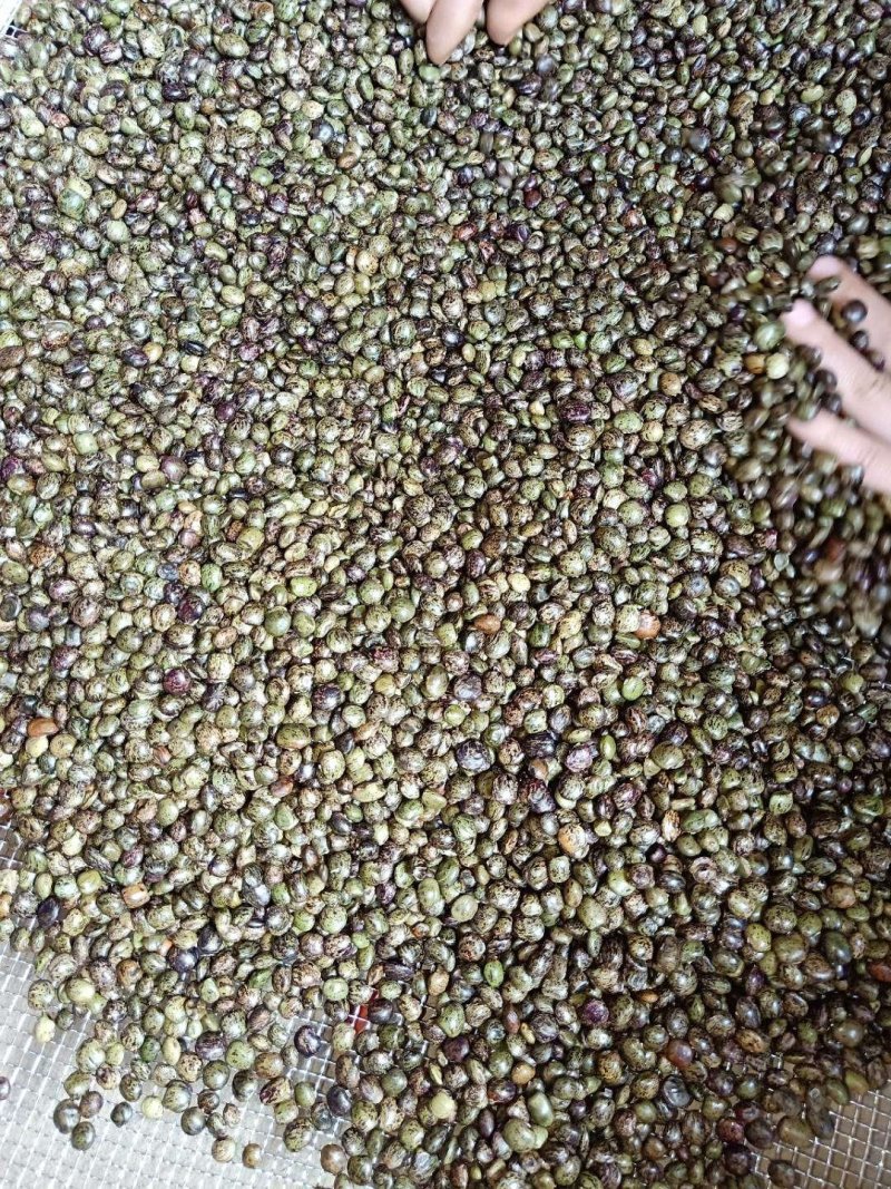 小叶牛大力