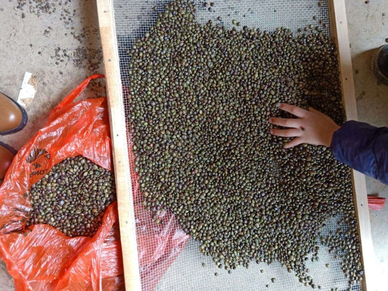 小叶牛大力