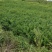 紫薇苗，九江诚信苗木欢迎全国各地老板来电咨询。