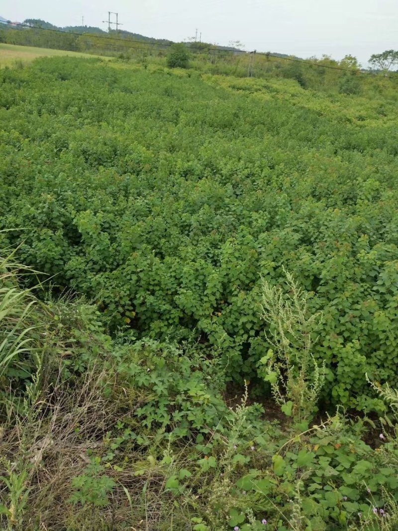 紫薇苗，九江诚信苗木欢迎全国各地老板来电咨询。