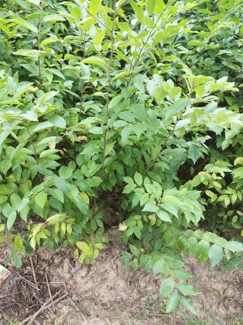 紫薇苗，九江诚信苗木欢迎全国各地老板来电咨询。