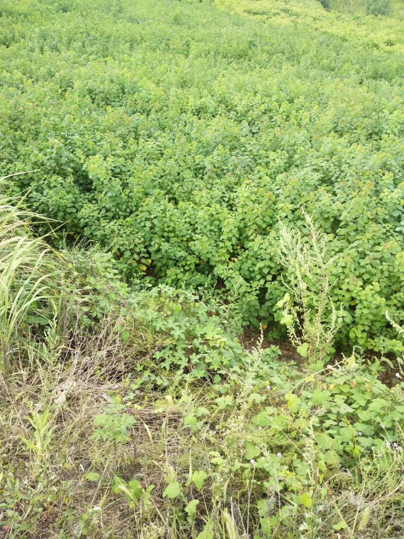 紫薇苗，九江诚信苗木欢迎全国各地老板来电咨询。