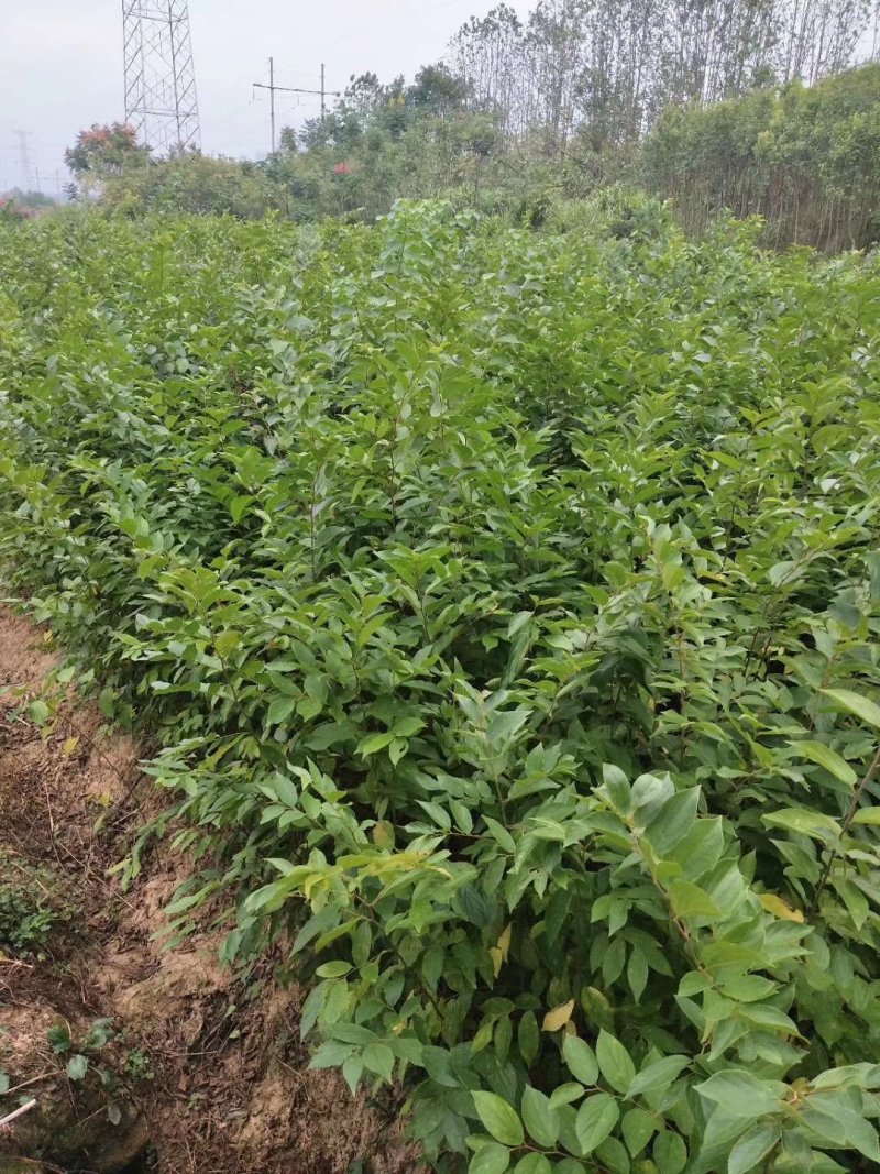 紫薇苗，九江诚信苗木欢迎全国各地老板来电咨询。