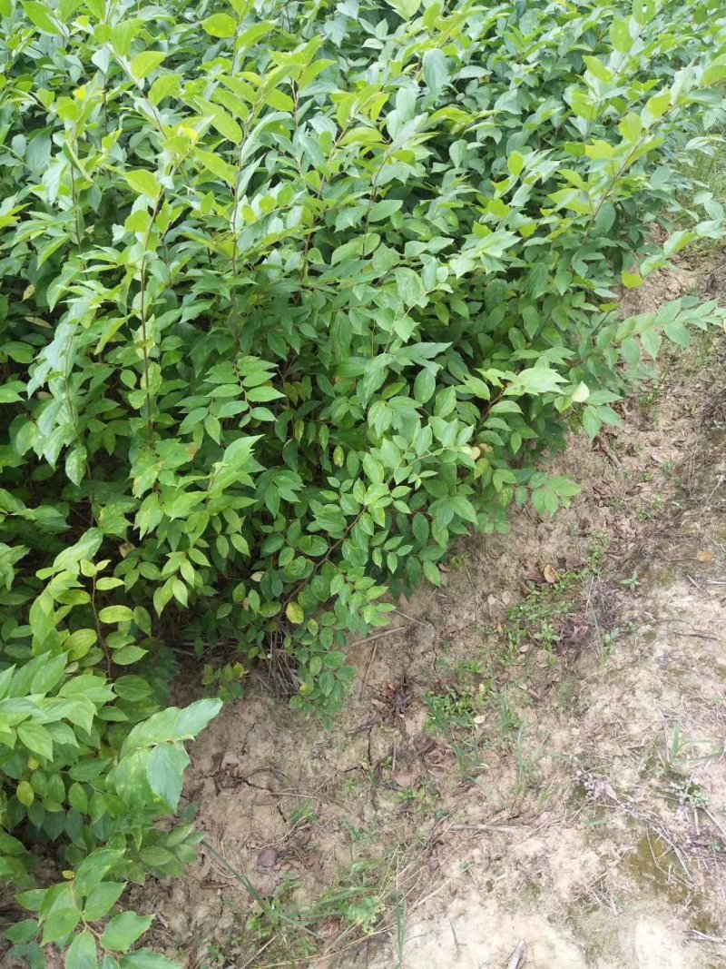 紫薇苗，九江诚信苗木欢迎全国各地老板来电咨询。