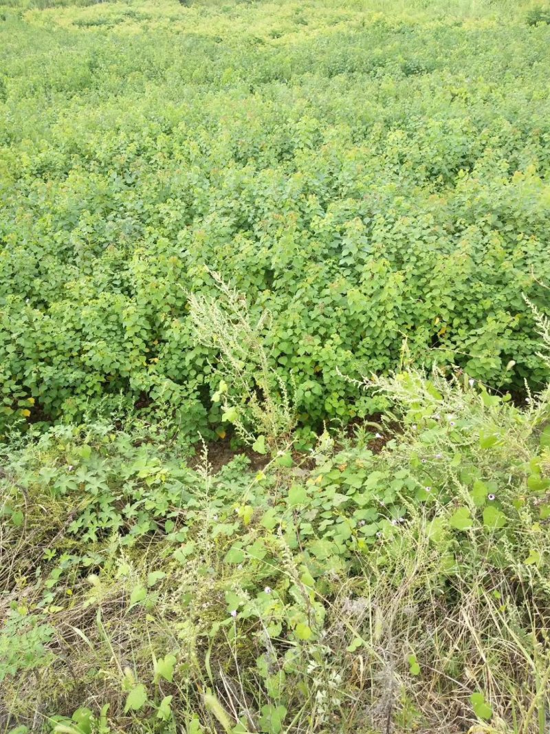 紫薇苗，九江诚信苗木欢迎全国各地老板来电咨询。