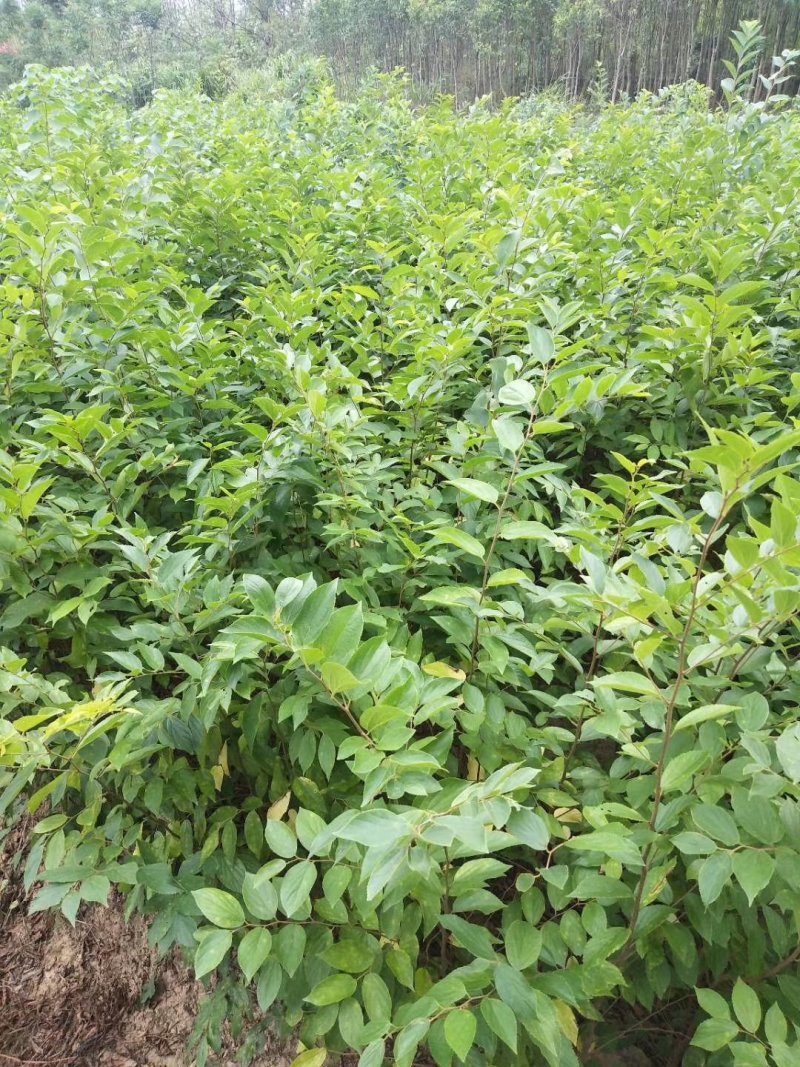 紫薇苗，九江诚信苗木欢迎全国各地老板来电咨询。