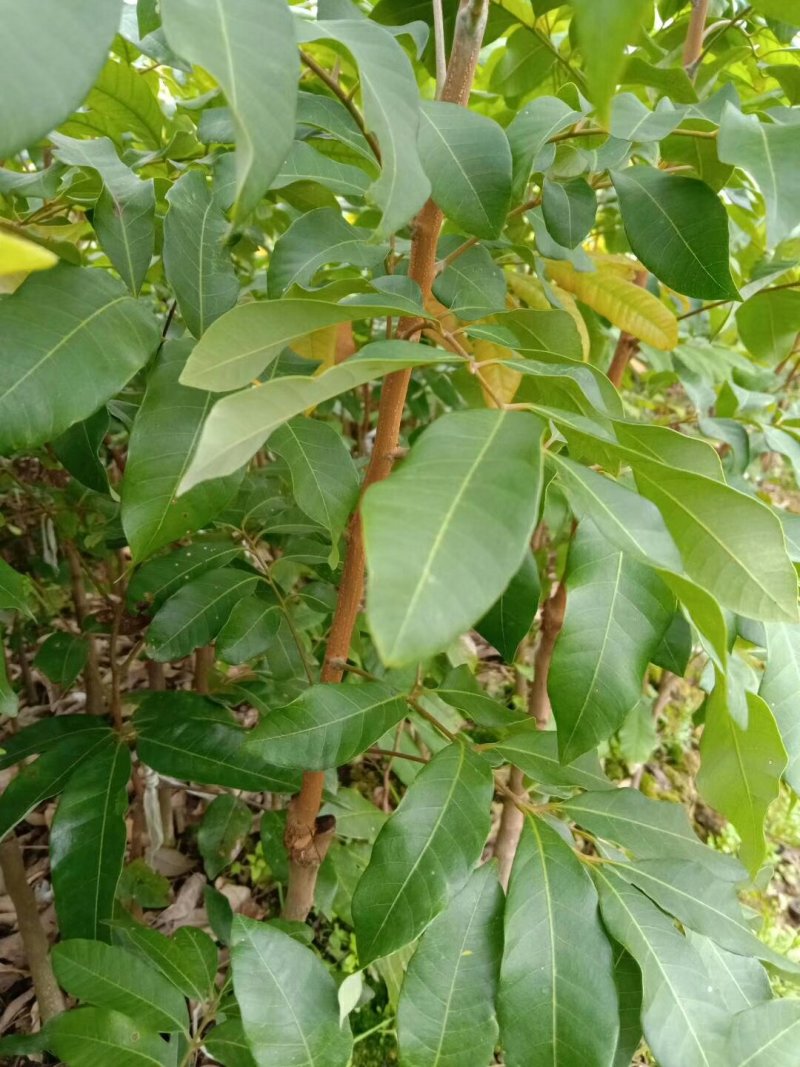 龙眼苗石陕储良龙眼苗正品嫁接苗