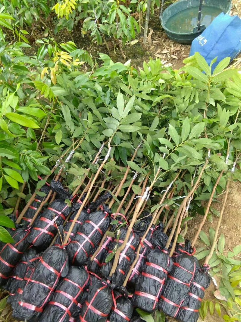 龙眼苗石陕储良龙眼苗正品嫁接苗