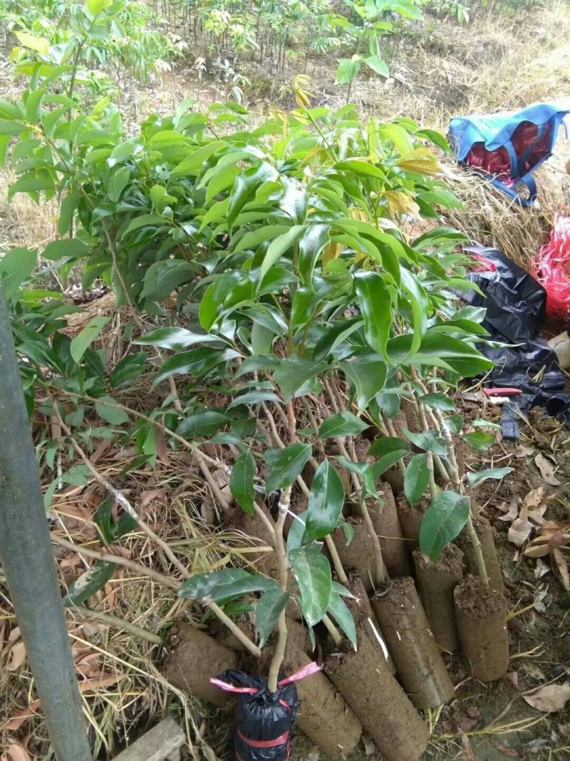 龙眼苗石陕储良龙眼苗正品嫁接苗
