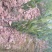 沃柑苗