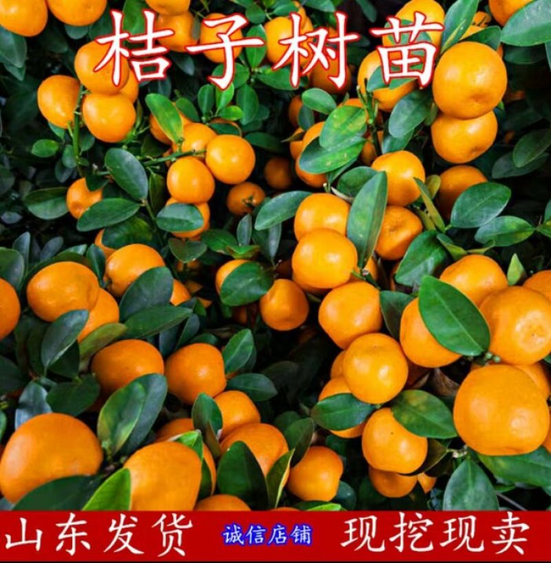 橘子苗沙糖桔树苗包成活包品种包结果