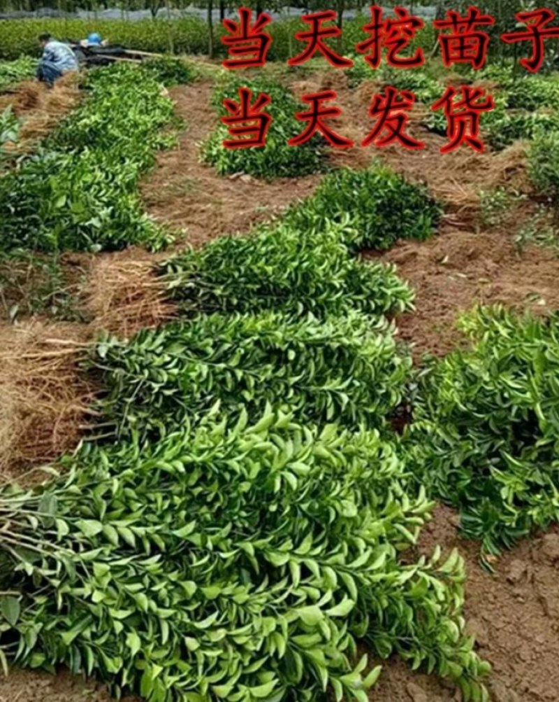 橘子苗沙糖桔树苗包成活包品种包结果