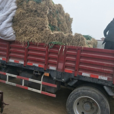 甘谷大葱每天大量装车供应，价格便宜，有需要者电话联系