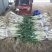 甘谷大葱每天大量装车供应，价格便宜，有需要者电话联系