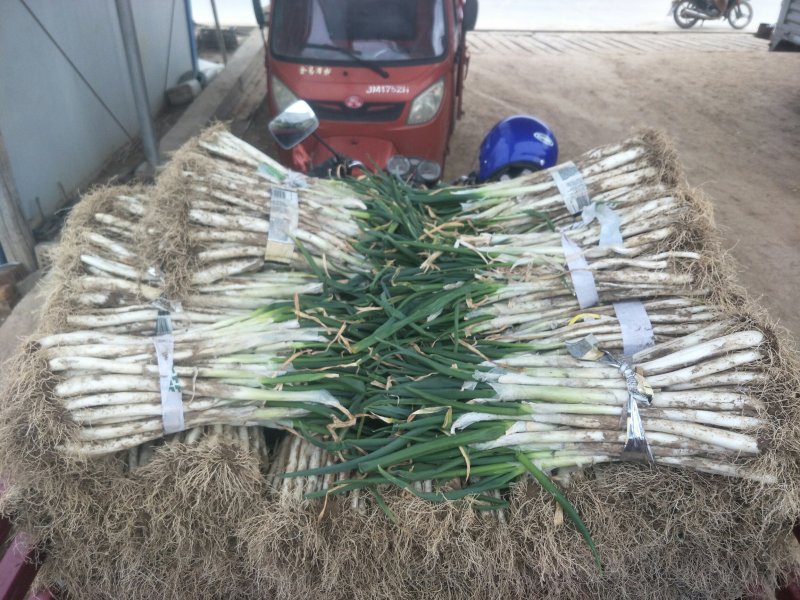 甘谷大葱每天大量装车供应，价格便宜，有需要者电话联系