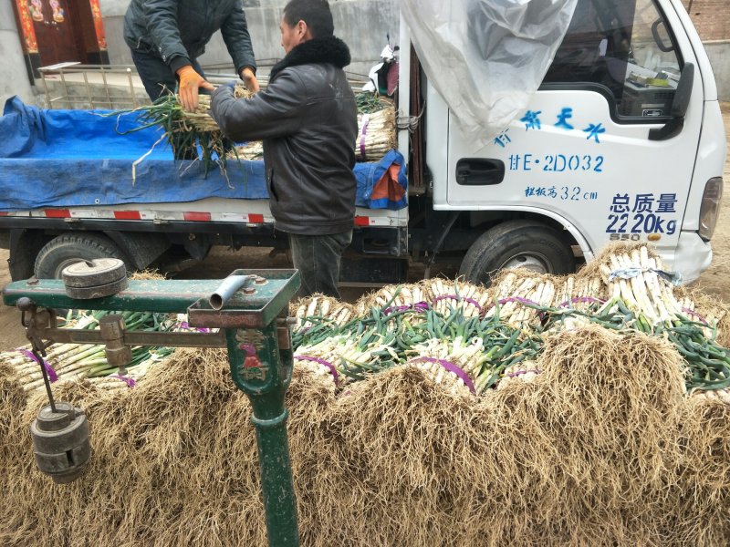 甘谷大葱每天大量装车供应，价格便宜，有需要者电话联系