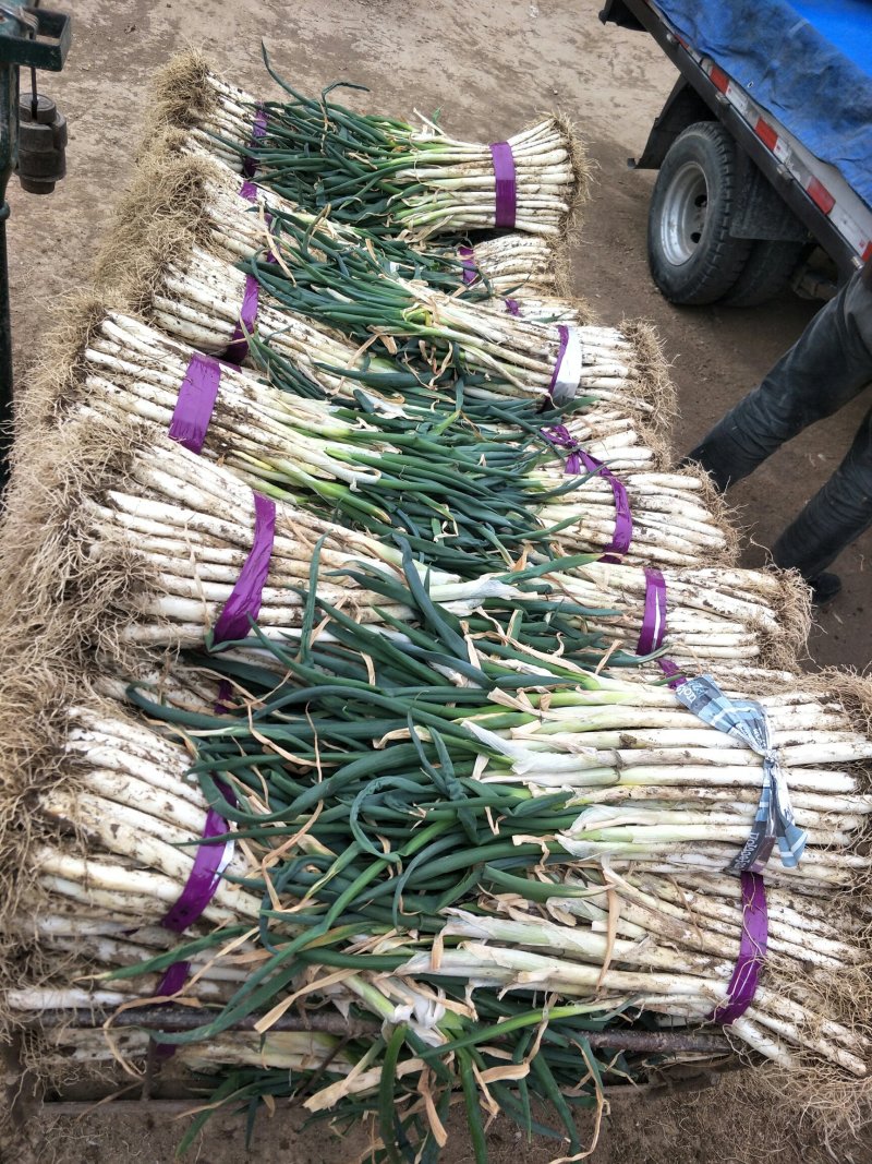 甘谷大葱每天大量装车供应，价格便宜，有需要者电话联系