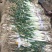 甘谷大葱每天大量装车供应，价格便宜，有需要者电话联系