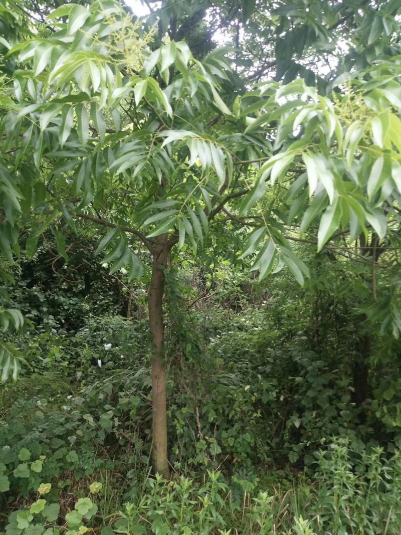 无患子，枫香，朴树，各种规格，
