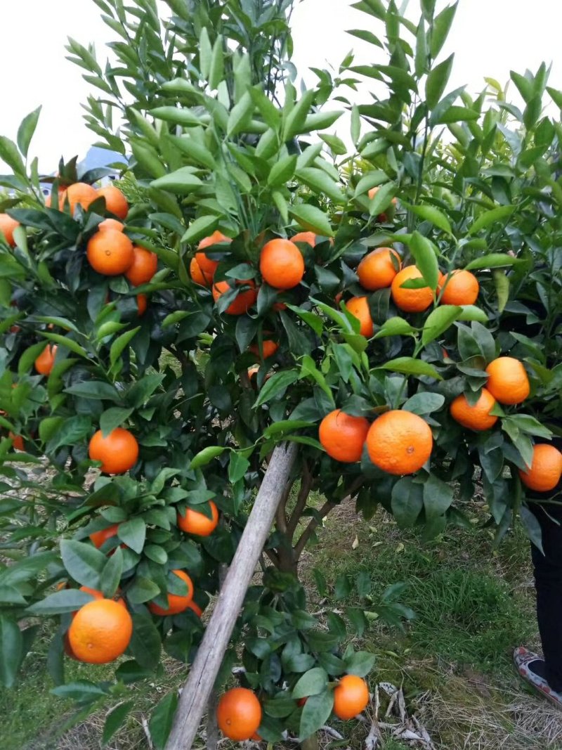 沃柑苗无溃疡苗子青秀免费提供种植技术支持