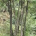香樟树，九江诚信苗木欢迎全国各地老板来电咨询。