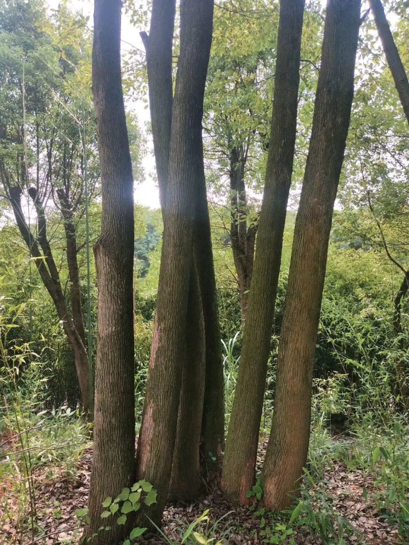 香樟树，九江诚信苗木欢迎全国各地老板来电咨询。