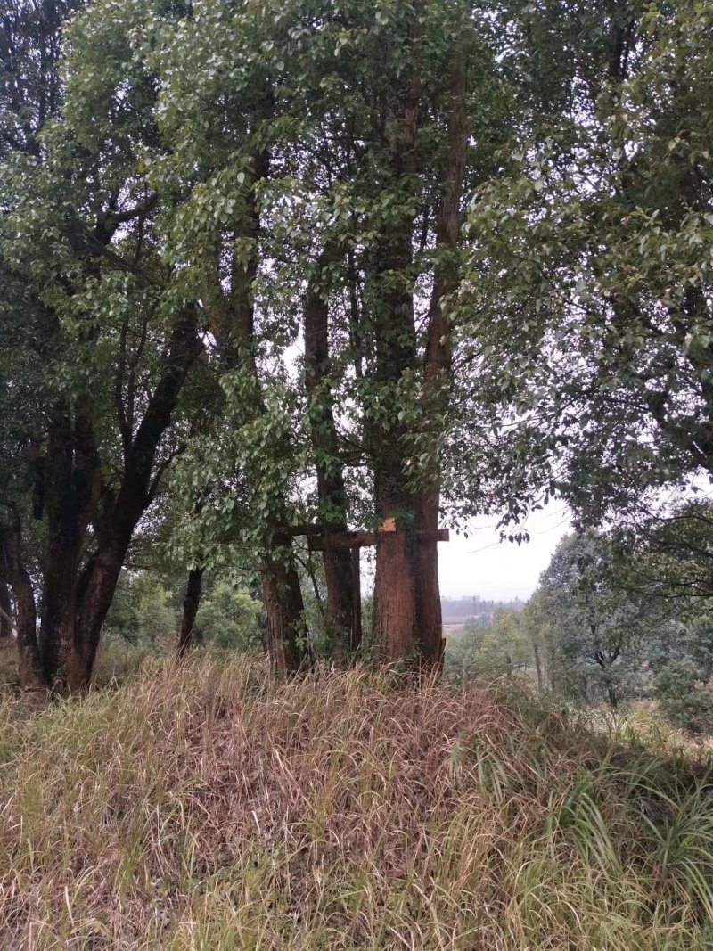 香樟树，九江诚信苗木欢迎全国各地老板来电咨询。