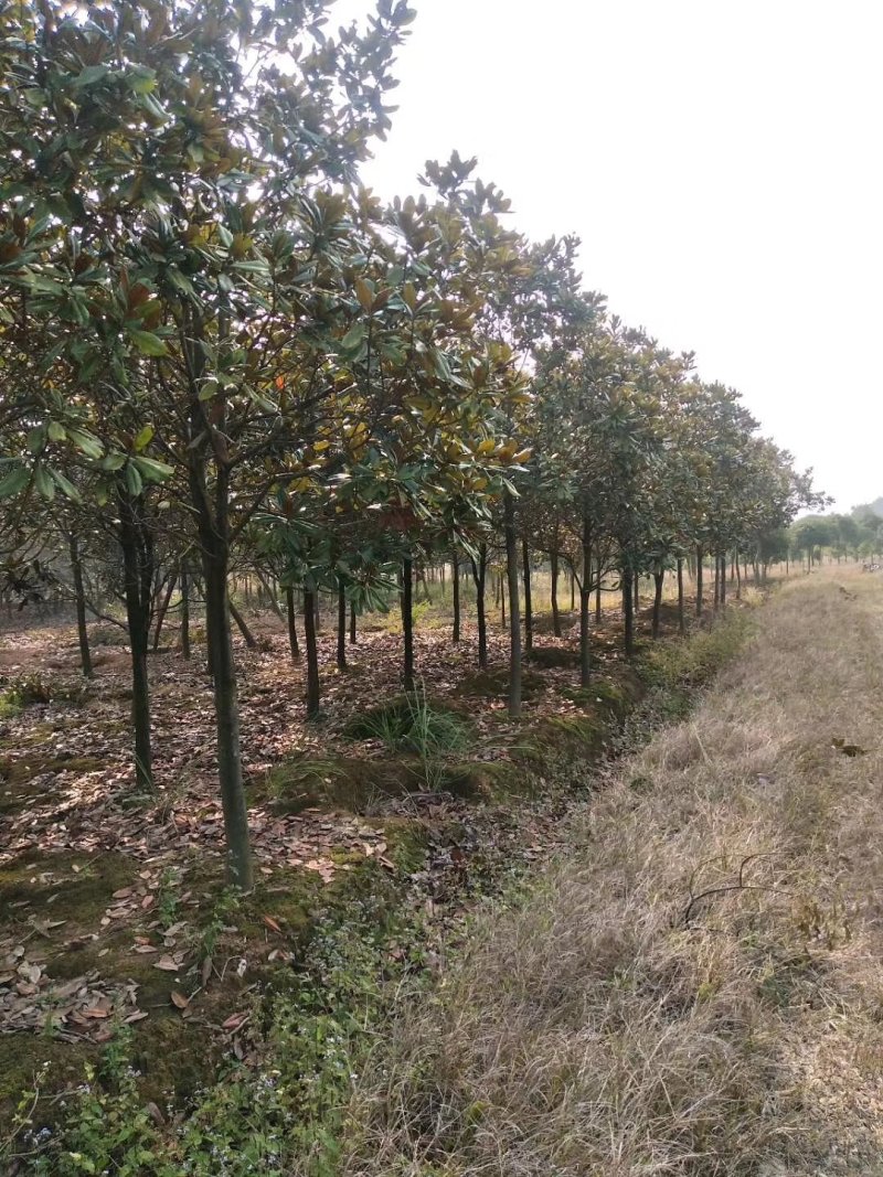 香樟树，九江诚信苗木欢迎全国各地老板来电咨询。
