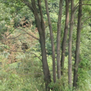 香樟树，九江诚信苗木欢迎全国各地老板来电咨询。