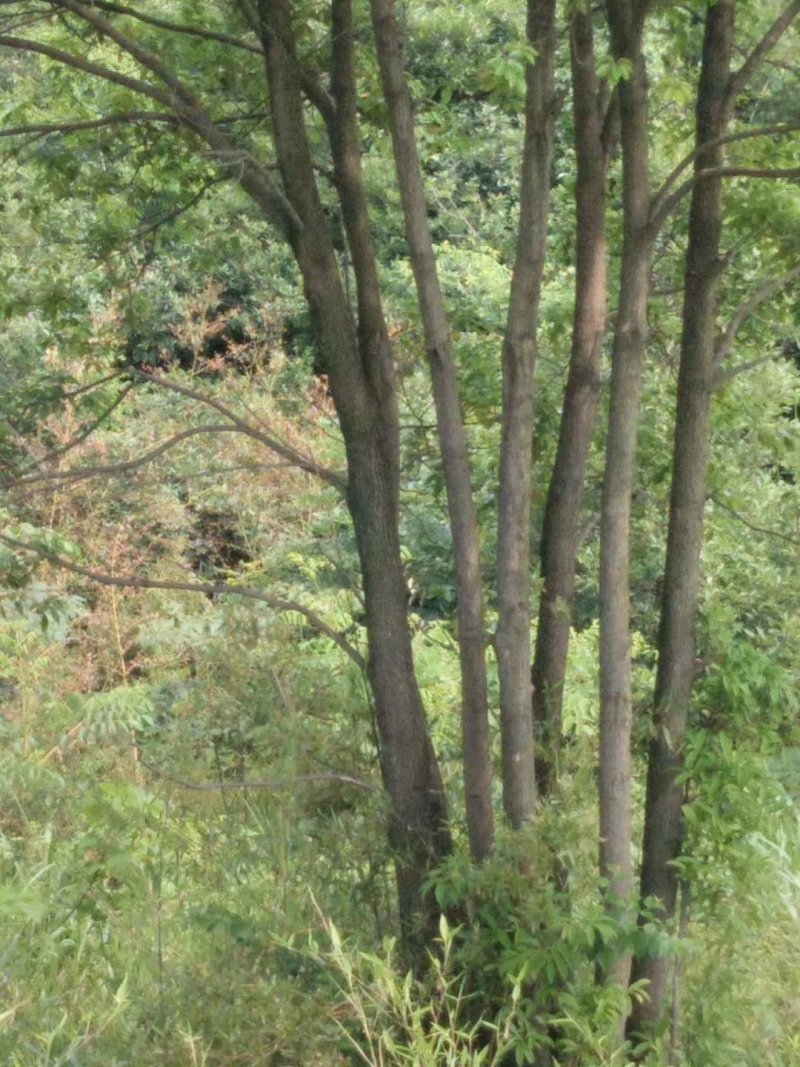香樟树，九江诚信苗木欢迎全国各地老板来电咨询。
