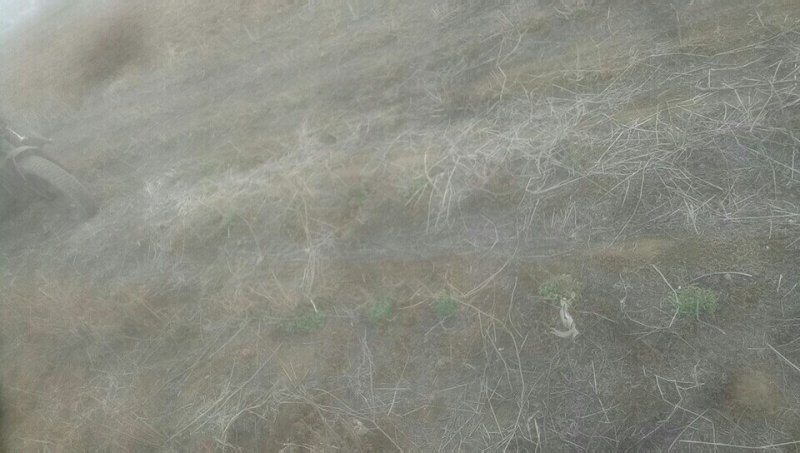野菊花种苗(蒙甘二号)