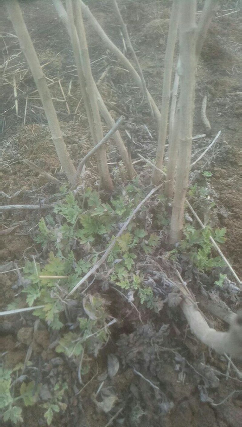 野菊花种苗(蒙甘二号)