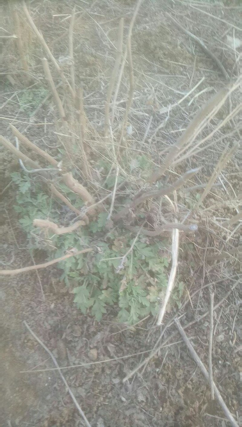 野菊花种苗(蒙甘二号)