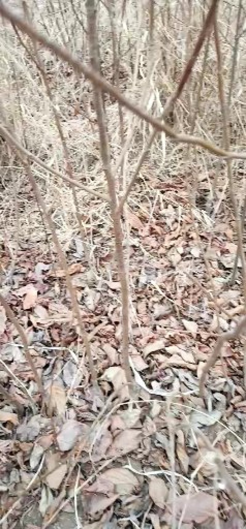 销售阳丰甜柿子苗！一年亩，两年苗！现挖苗！保质量保成活