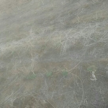 野菊花种苗