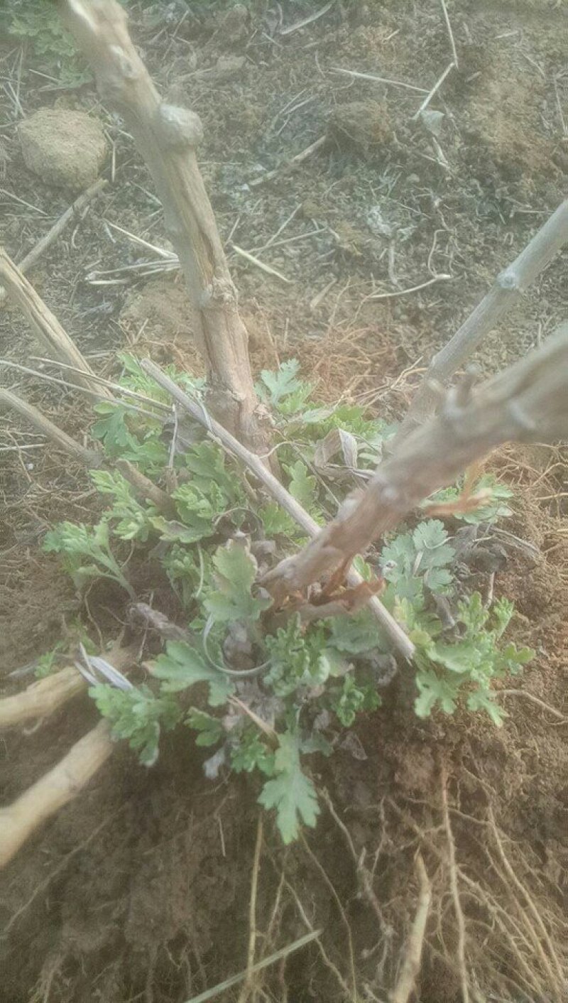 野菊花种苗