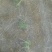 野菊花种苗