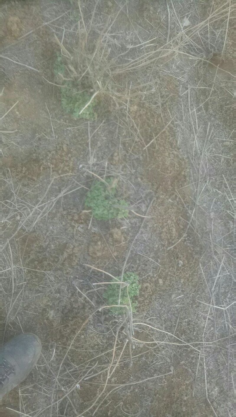野菊花种苗