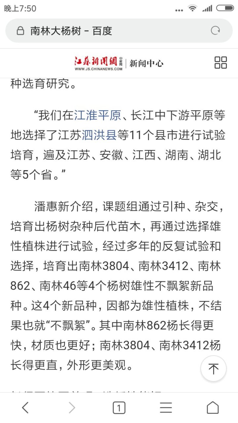 南林大3804.3412红叶无絮种苗