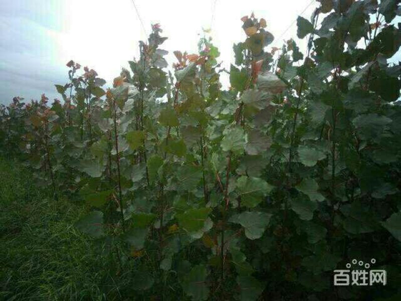 南林大3804.3412红叶无絮种苗