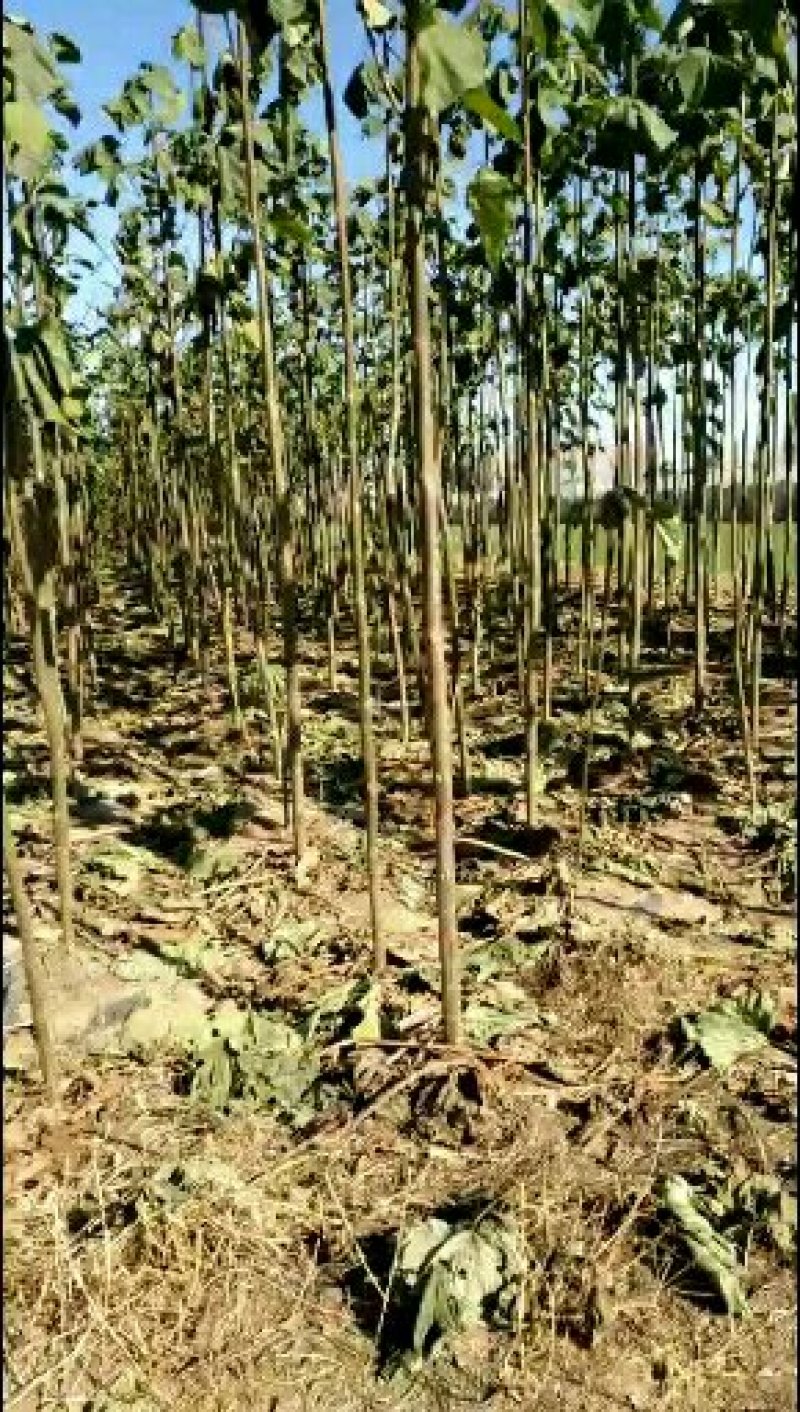 优质泡桐树苗，大量供应，量大从优