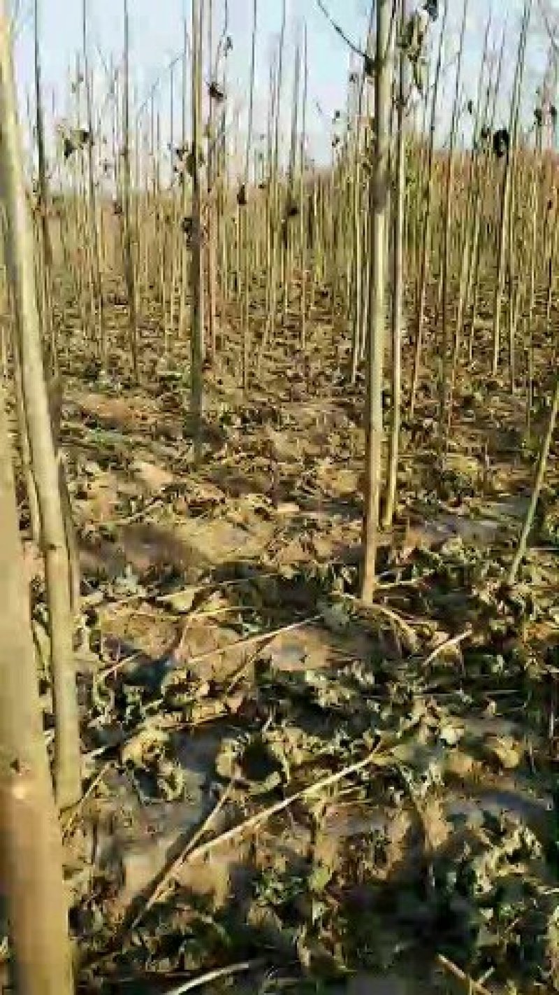 优质泡桐树苗，大量供应，量大从优
