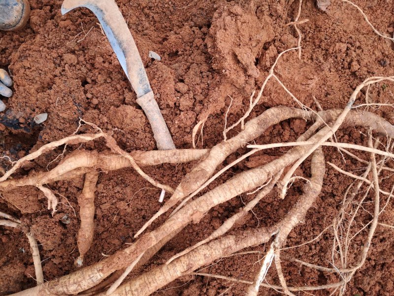 新鲜牛大力
